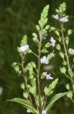 Veronica anagallis-aquatica. Верхушка цветущего растения. Узбекистан, Андижанская обл. Ходжаабадский р-н, окр. г. Ходжаабад, левый берег канала Шахрихансай. 06.07.2023.