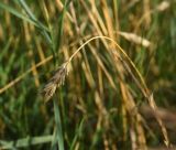 род Triticum