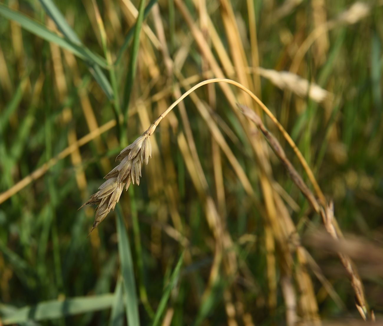 Изображение особи род Triticum.