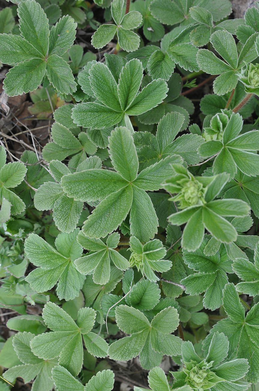 Image of Potentilla brachypetala specimen.