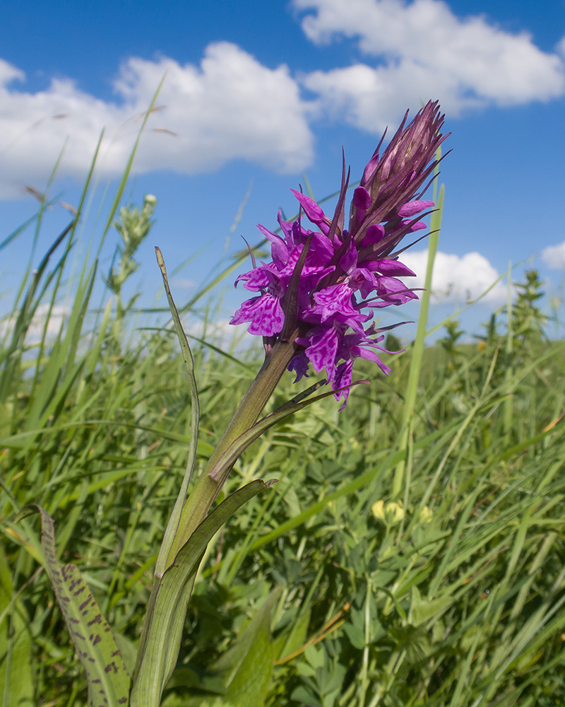 Изображение особи Dactylorhiza urvilleana.