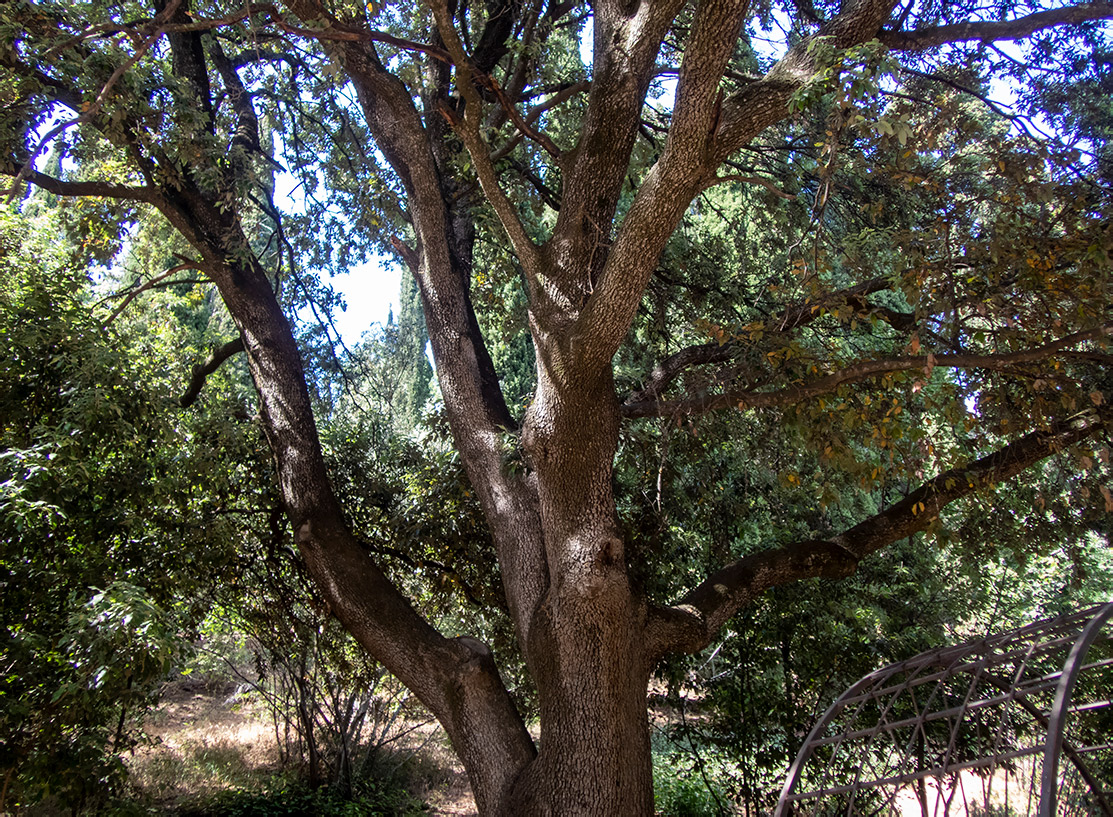 Image of Quercus ilex specimen.
