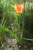 Tulipa suaveolens
