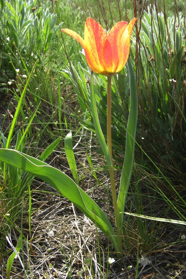 Image of Tulipa suaveolens specimen.