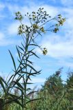 Senecio paludosus