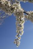род Prunus