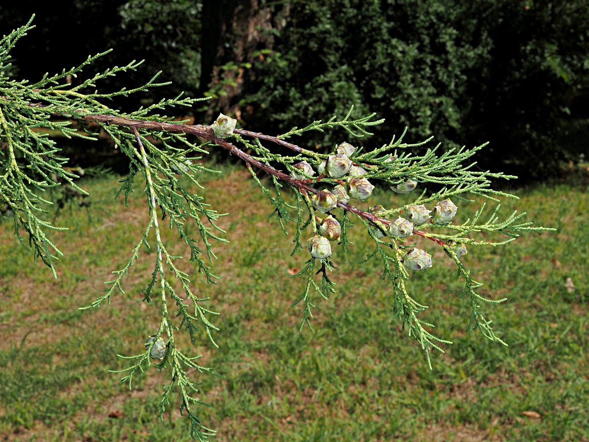 Изображение особи Cupressus lusitanica.