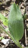 Ranunculus paucidentatus