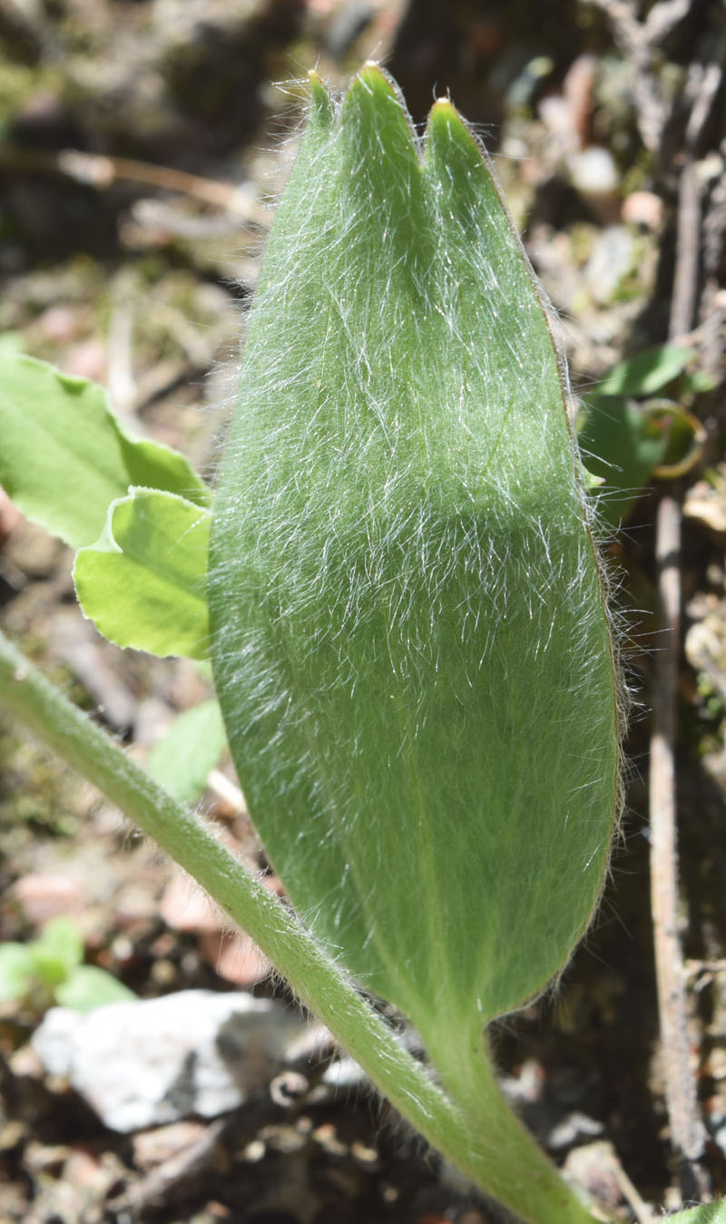 Image of Ranunculus paucidentatus specimen.