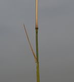 Piptatherum coerulescens