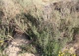 Artemisia monosperma. Отплодоносившее растение. Израиль, г. Ашдод, дюнные пески. 01.03.2011.