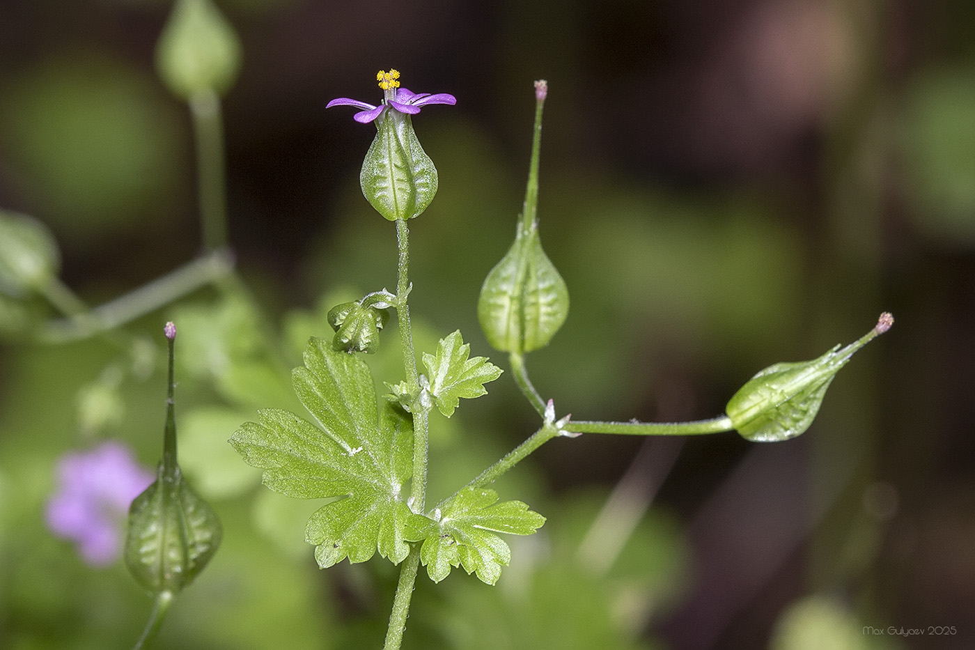 Изображение особи Geranium lucidum.