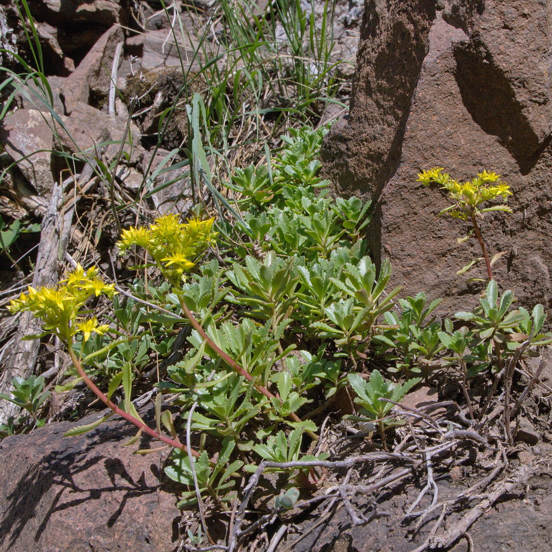 Image of Aizopsis hybrida specimen.