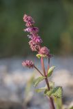 Salvia verticillata. Верхушка зацветающего растения. Краснодарский край, Отрадненский р-н, окр. хут. Ильич, балка Сухая 2-я, каменистое русло ручья. 12.06.2025.