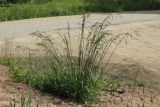 Festuca arundinacea. Растение с соцветиями. Ленинградская обл., Ломоносовский р-н, дер. Гостилицы, край грунтовой парковки у Троицкой церкви. 21.06.2025.