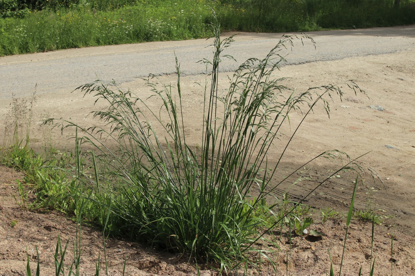 Изображение особи Festuca arundinacea.