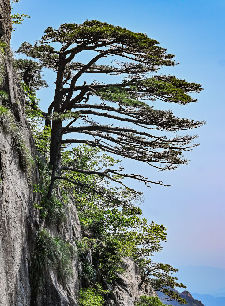 Изображение особи Pinus taiwanensis.