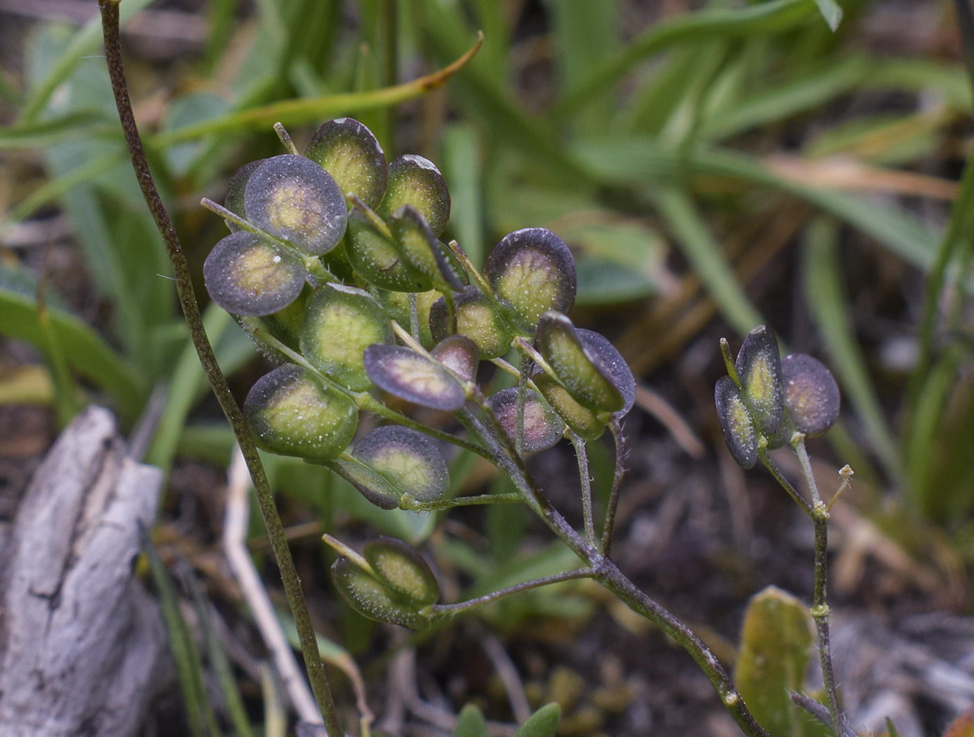 Изображение особи Biscutella valentina ssp. pyrenaica.