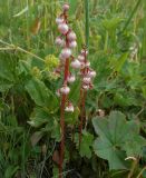Pyrola minor