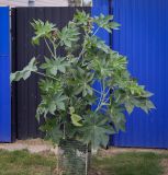 Ricinus communis