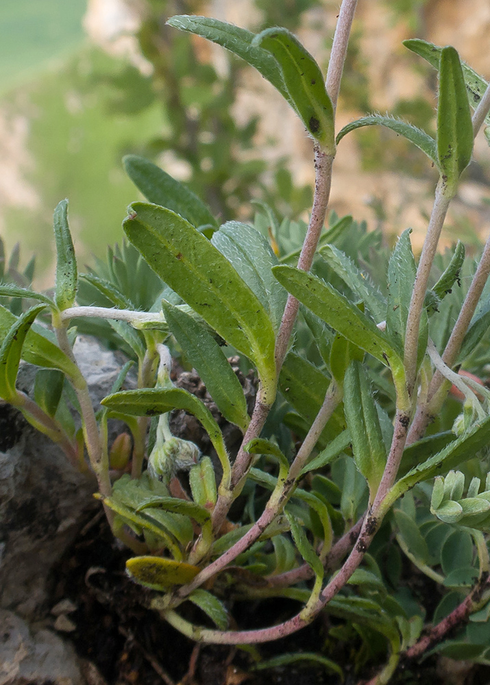 Изображение особи Helianthemum buschii.