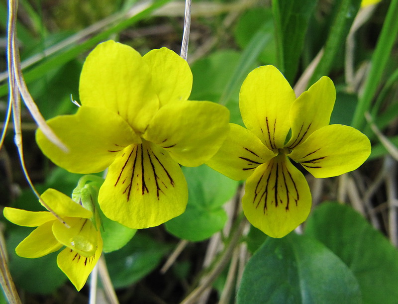 Image of Viola biflora specimen.