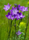 Campanula wolgensis. Верхушки цветущих и бутонизирующих веточек с сидящим насекомым. Башкортостан, Кугарчинский р-н, окр. дер. Мурадымово, природный парк \"Мурадымовское ущелье\", разнотравный луг. 30 мая 2024 г.