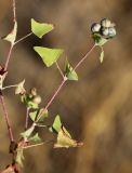 Chylocalyx perfoliatus. Верхушка побега с созревающими плодами. Приморский край, Уссурийский ГО, окр. ж.-д. пл. 9194 км, дол. р. Раздольная на левом берегу, пойма, на галечниковых отложениях. 22.09.2025.