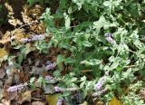 genus Mentha. Верхушки цветущих растений. Узбекистан, Ташкентская обл., отроги Чаткальского хр., левый берег р. Галвасай, окр. кишлака Учтерак, зона отдыха \"Дустлик\". 26.09.2025.