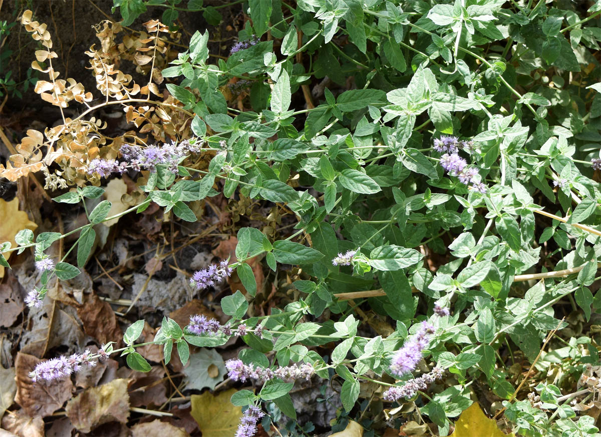 Image of genus Mentha specimen.