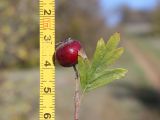 Crataegus × tournefortii. Верхушка побега с плодом. ЮЗ Крым, окр. с. Резервное, гора Калафатлар, заросшая кустарником поляна. 16.10.2025.