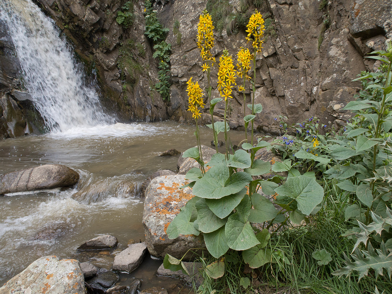 Изображение особи Ligularia subsagittata.