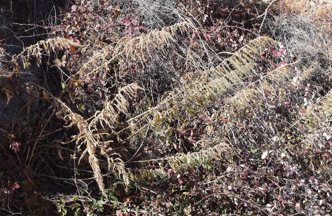 Image of Datisca cannabina specimen.