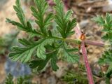 genus Geranium. Лист. Крым, муниципальный округ Судак, п-ов Меганом, песчано-каменистый склон. 21.04.2025.
