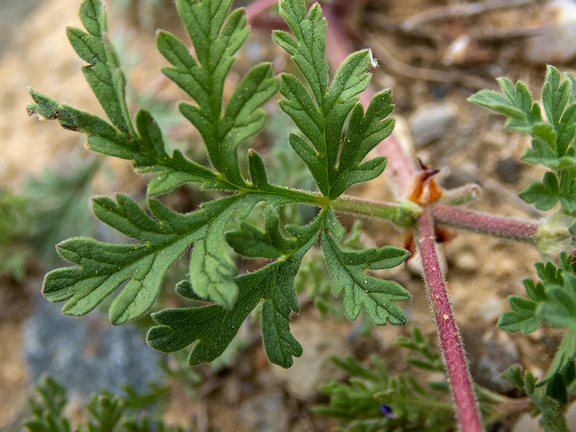 Image of genus Erodium specimen.