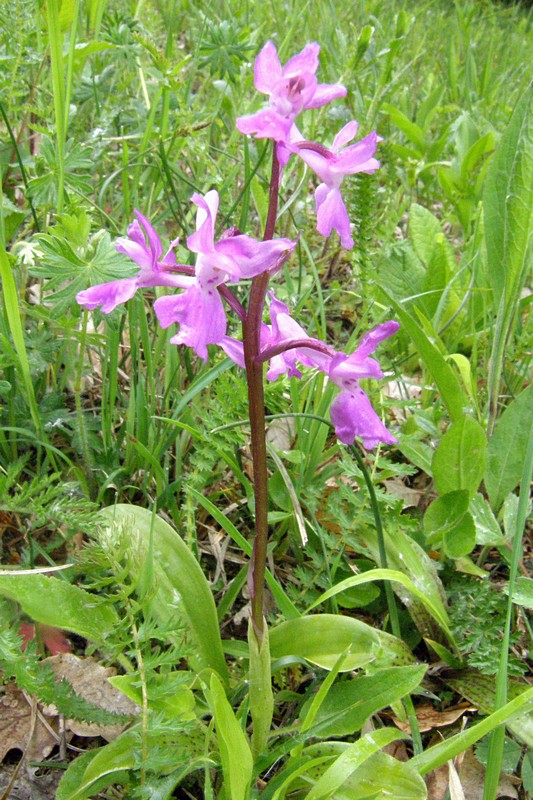 Image of Orchis mascula specimen.