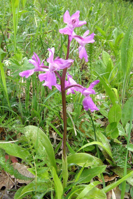 Изображение особи Orchis mascula.