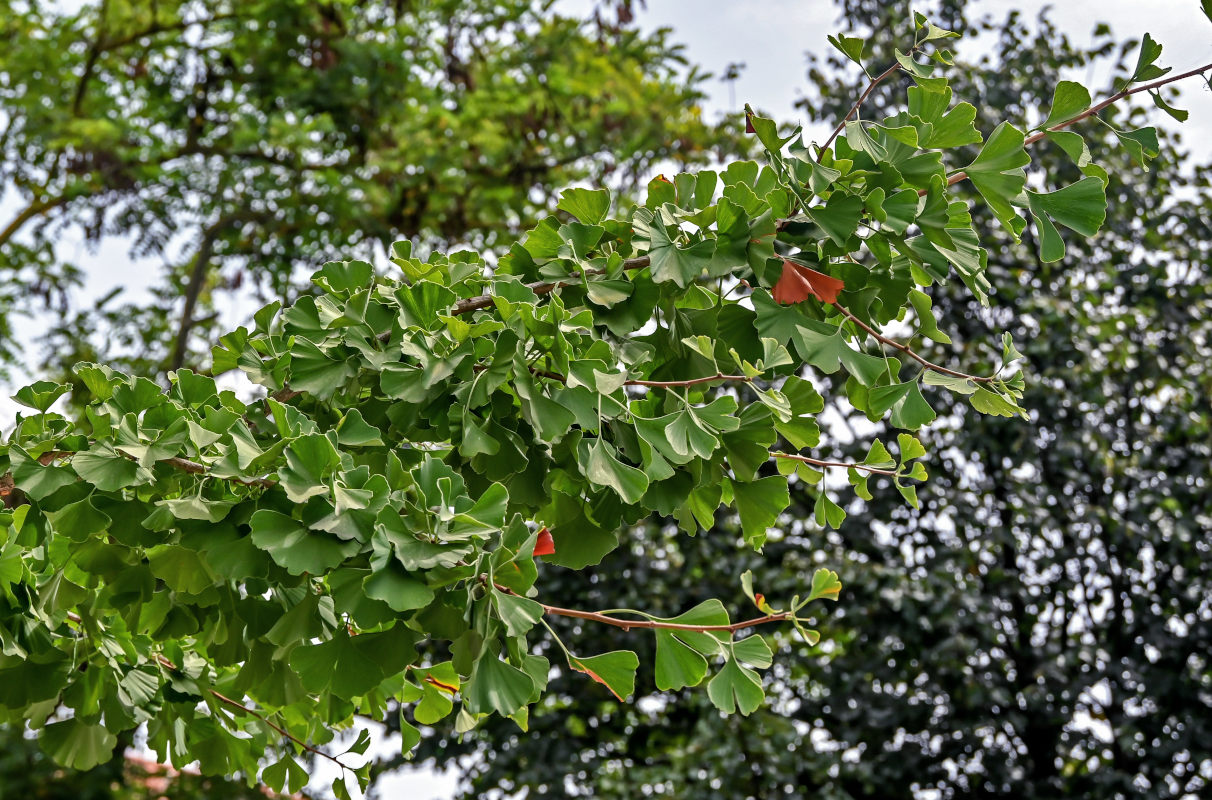 Image of Ginkgo biloba specimen.