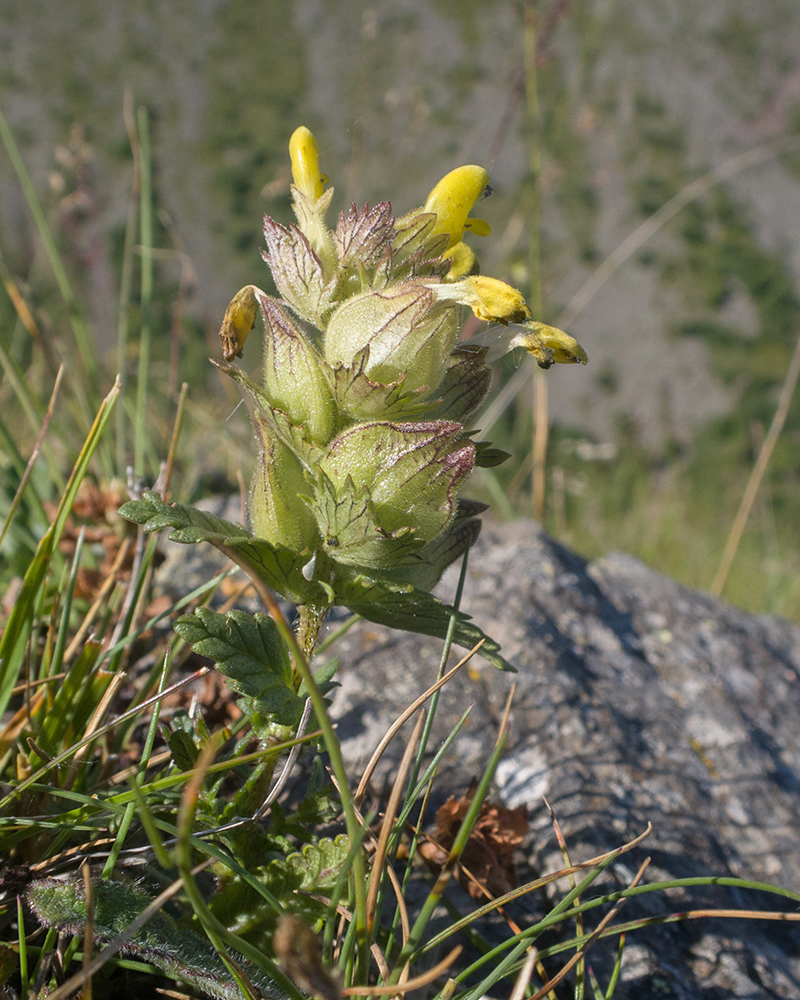 Image of genus Rhinanthus specimen.