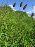 Phleum alpinum