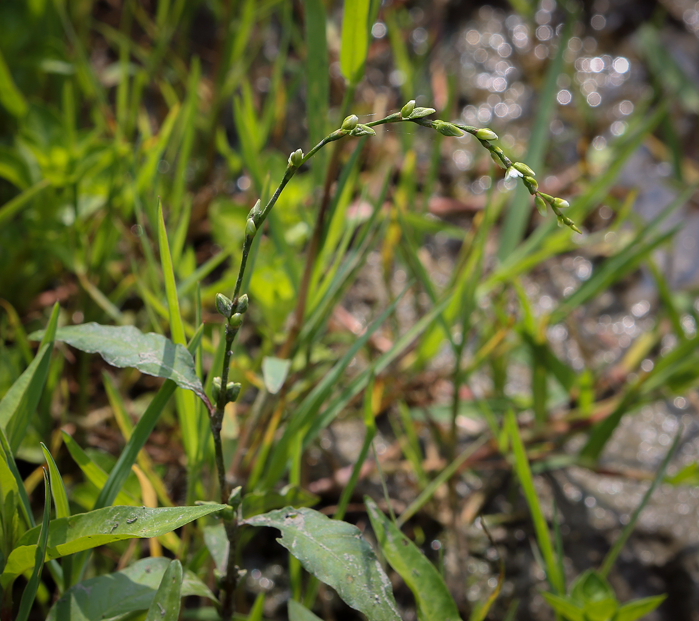 Image of Persicaria hydropiper specimen.