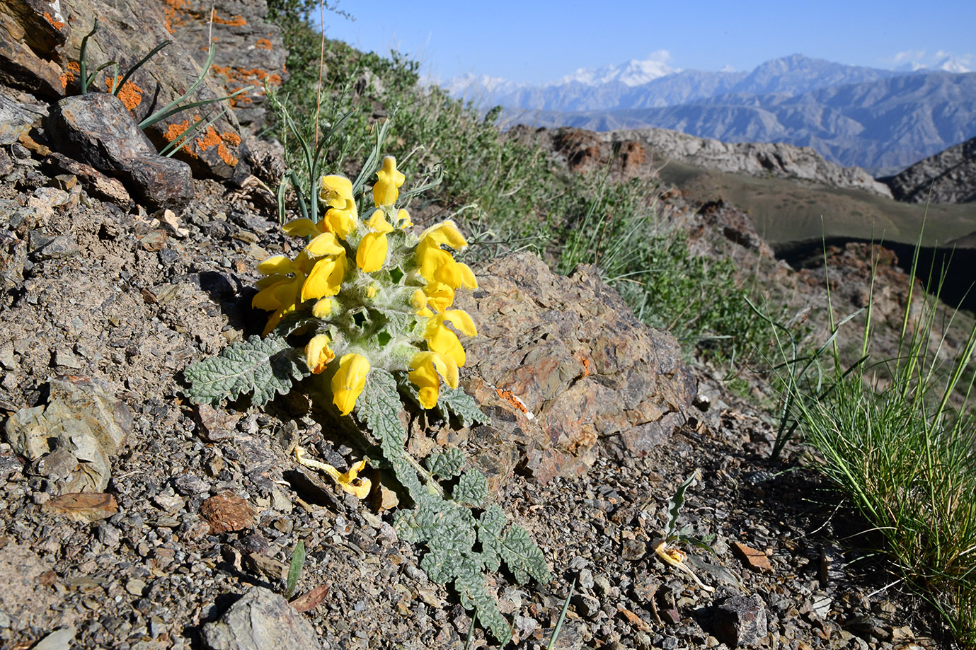 Изображение особи Phlomoides speciosa.