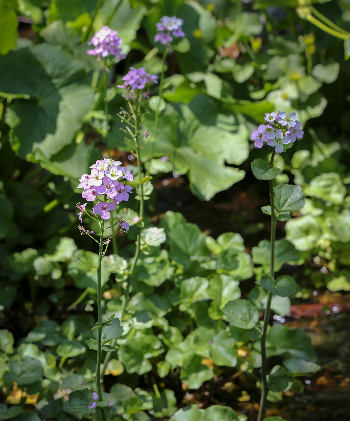 Image of Cardamine seidlitziana specimen.