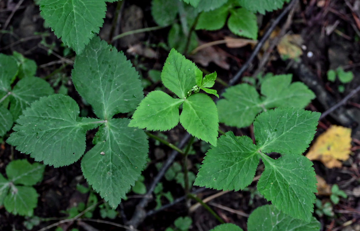 Image of Cryptotaenia japonica specimen.