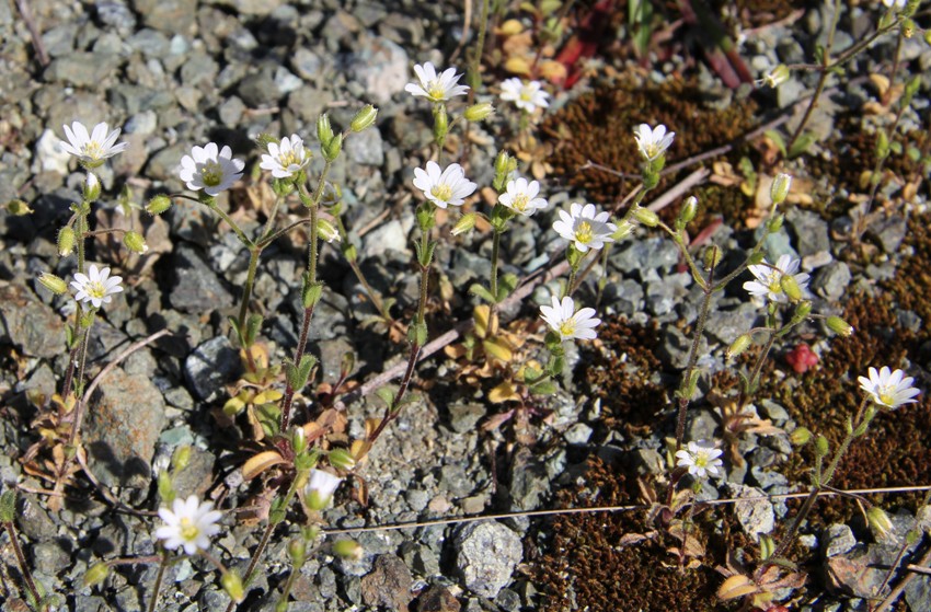 Image of Cerastium ligusticum specimen.