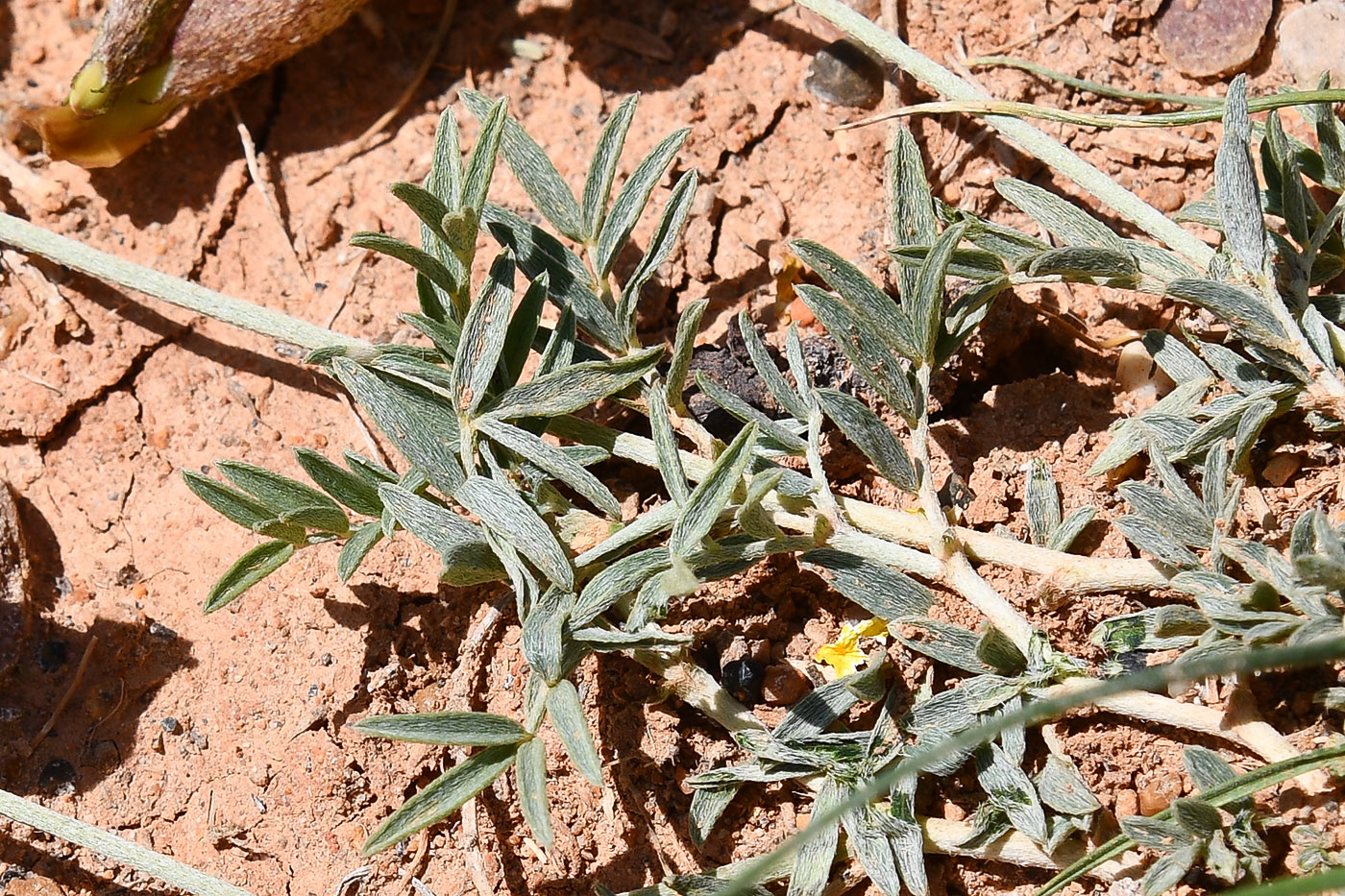 Изображение особи род Astragalus.