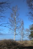 Betula pendula. Покоящиеся взрослые деревья. Ленинградская обл., Ломоносовский р-н, окр. Шепелёвского маяка; п-ов Каравалдай, берег Финского залива, гребень песчаного берегового вала, опушка смешанного леса. 28.03.2026.
