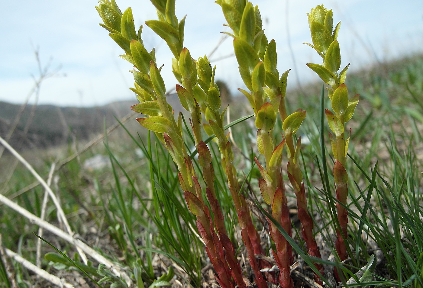 Изображение особи Неопознанный вид.