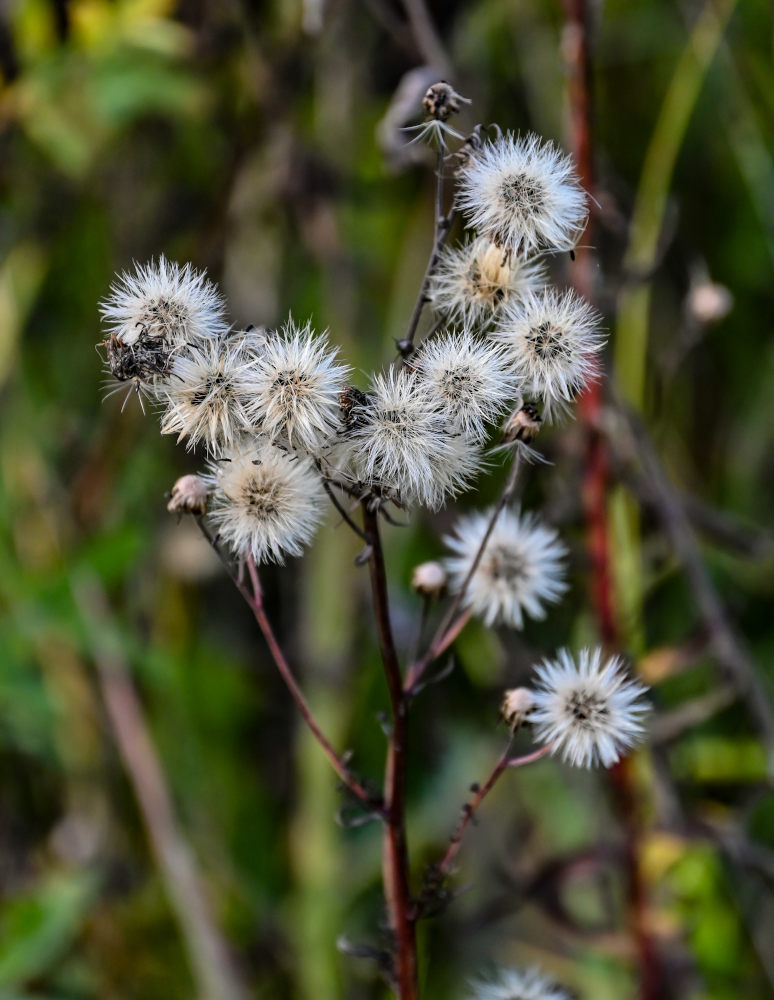 Изображение особи Hieracium umbellatum.