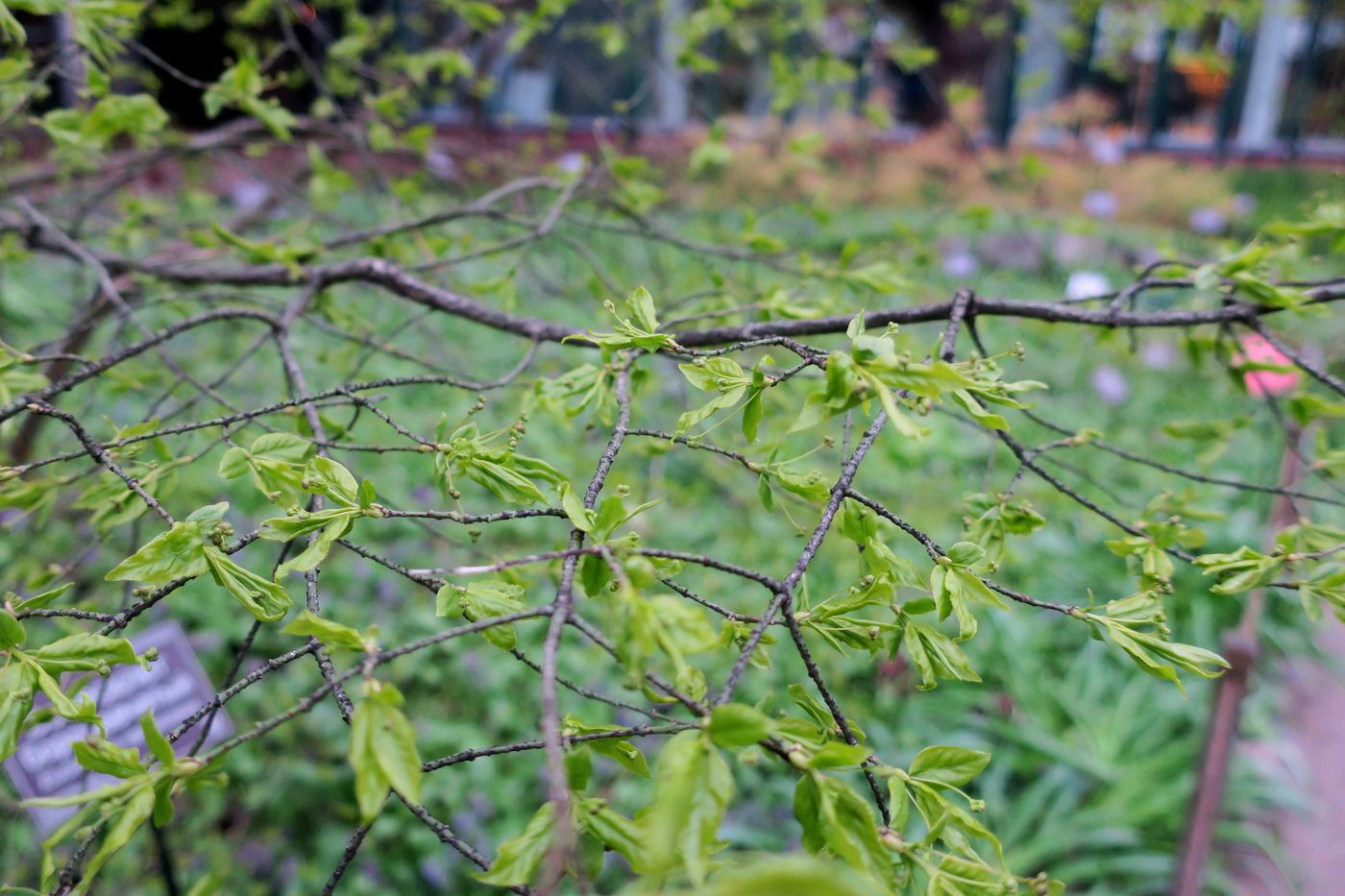 Изображение особи Euonymus verrucosus.